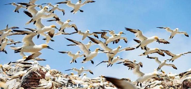 Hòn đảo bốc mùi nhất thế giới, chỉ có chim mới dám ở-5