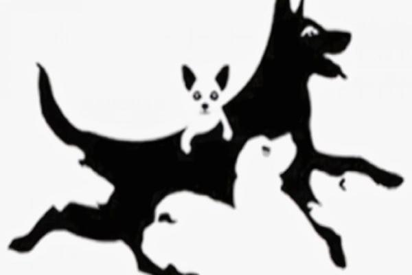 Trắc nghiệm vui đoán tính cách: Con vật bạn nhìn thấy đầu tiên là gì?-9