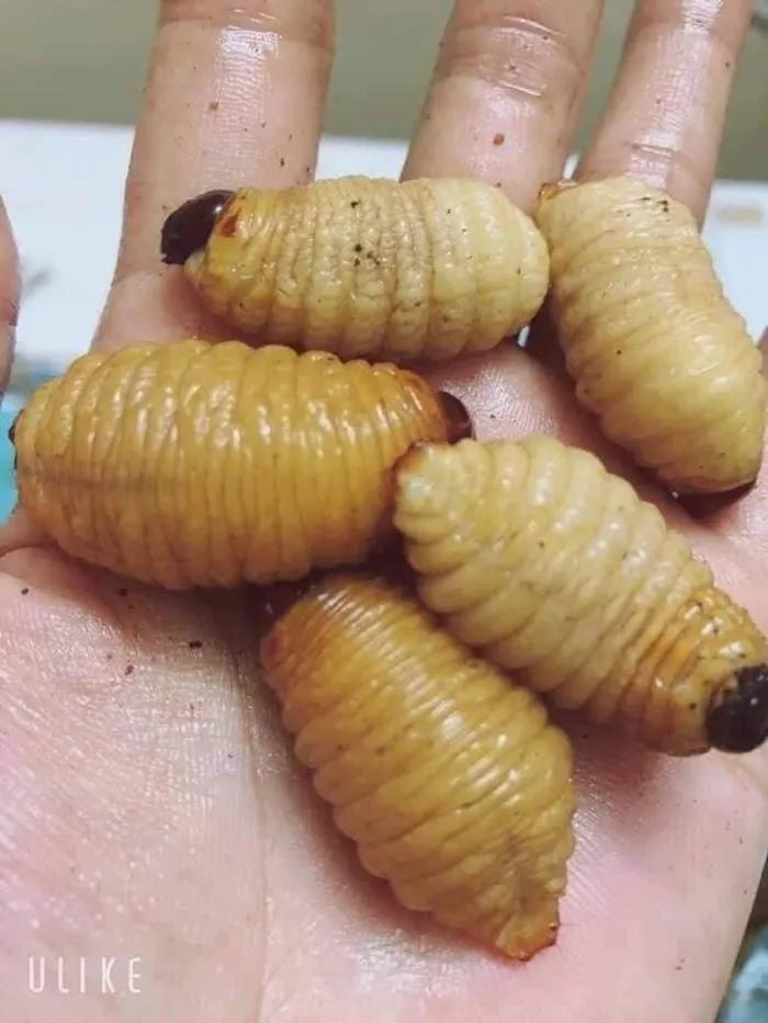 Đặc sản nhìn nổi da gà giá chát vẫn hút nhà giàu Việt-1