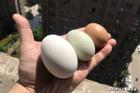Dinh dưỡng của trứng gà, trứng vịt và trứng ngỗng có gì khác nhau?