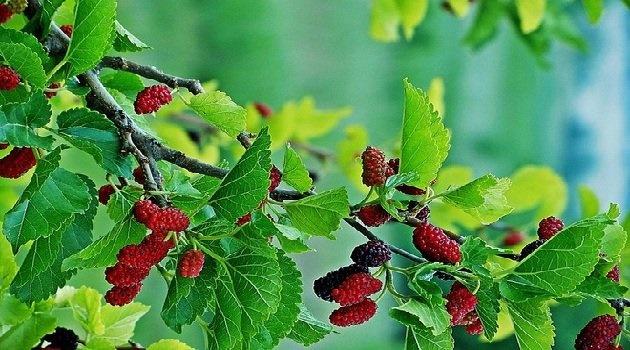 5 loại cây trồng trong nhà sẽ chặn đứng tài lộc, tiền của tiêu tán - 2sao