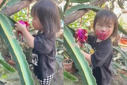 Bé gái 'ăn vụng' thanh long: 'Đúng là không đẻ con gái đời không nể!'