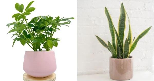 5 loại cây hái ra tiền, đặt ở phòng khách giúp gia chủ giàu sang-4