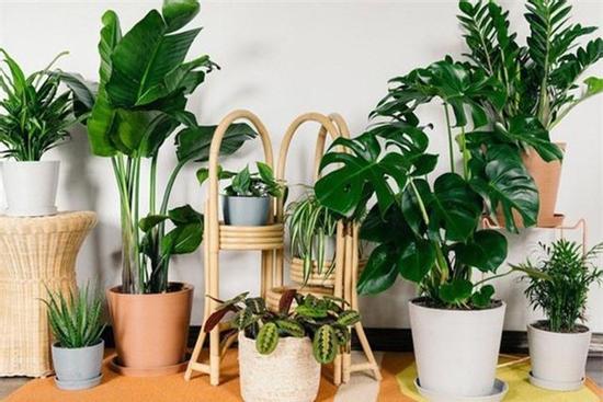 5 loại cây 'hái ra tiền', đặt ở phòng khách giúp gia chủ giàu sang