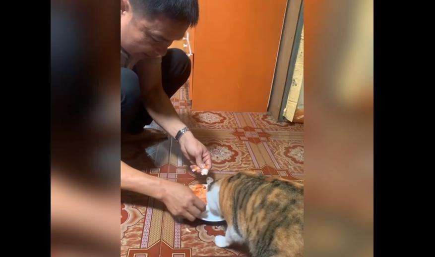 Người bố bóc vỏ tôm cho mèo, dân mạng cười: Thế ai là con ruột?-1
