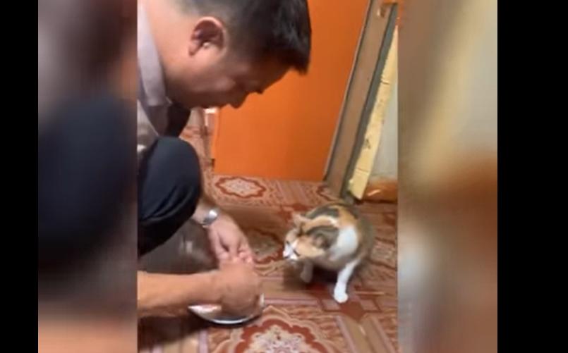 Người bố bóc vỏ tôm cho mèo, dân mạng cười: Thế ai là con ruột?-2