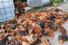 Đàn gà 6.000 con bị sét đánh chết ở Hải Dương