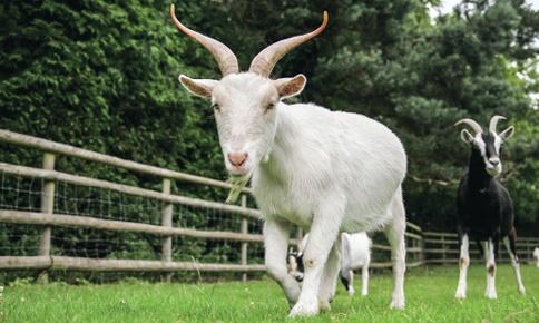 Tử vi hàng ngày 12 con giáp thứ Ba 26/7/2022: Dậu vận đỏ như son-3