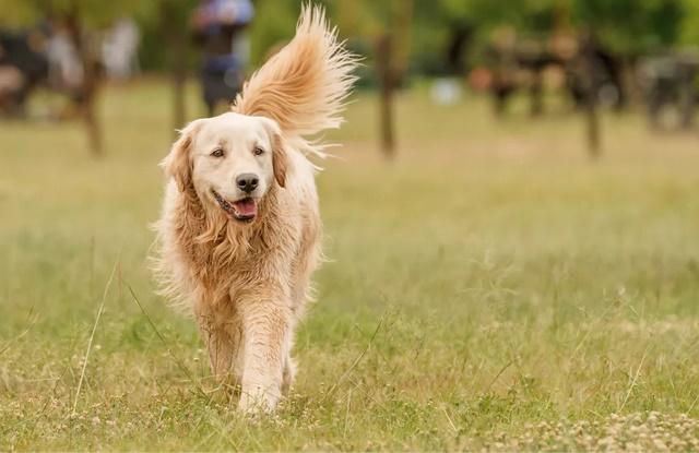 Tử vi hàng ngày 12 con giáp thứ Ba 26/7/2022: Dậu vận đỏ như son-4