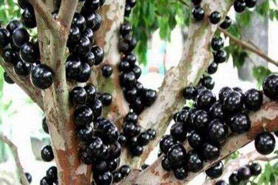 Loại nho 'quý tộc' có giá trên trời, nhiều người nghe xong choáng váng