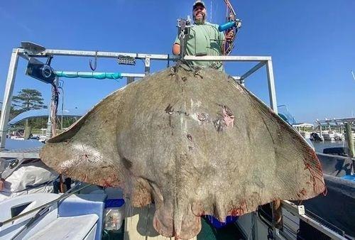 Cá đuối khổng lồ mang về cho ngư dân danh hiệu kỷ lục gia thế giới-1
