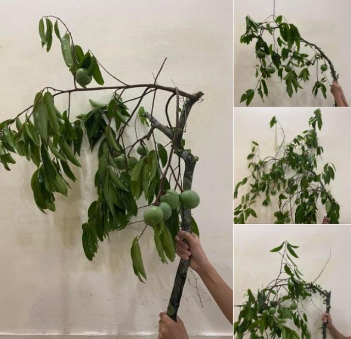 Thứ quả để ngửi không ăn chị em kháo nhau mang cả cành về cắm-1