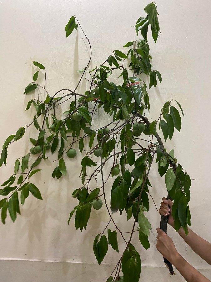 Thứ quả để ngửi không ăn chị em kháo nhau mang cả cành về cắm-2