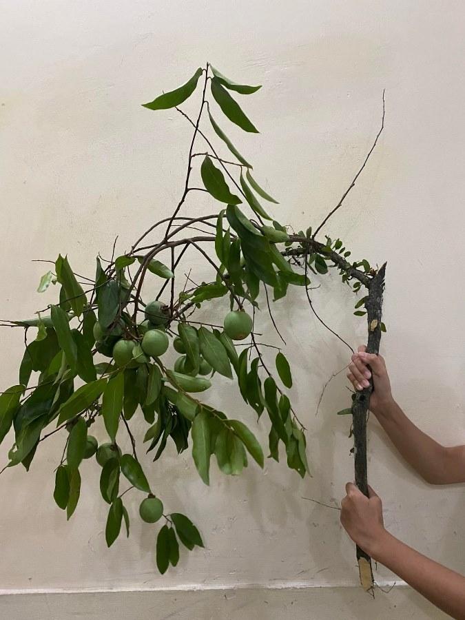 Thứ quả để ngửi không ăn chị em kháo nhau mang cả cành về cắm-3