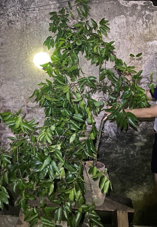 Thứ quả để ngửi không ăn chị em kháo nhau mang cả cành về cắm-4