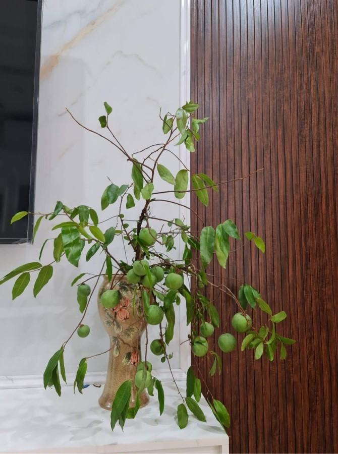 Thứ quả để ngửi không ăn chị em kháo nhau mang cả cành về cắm-5