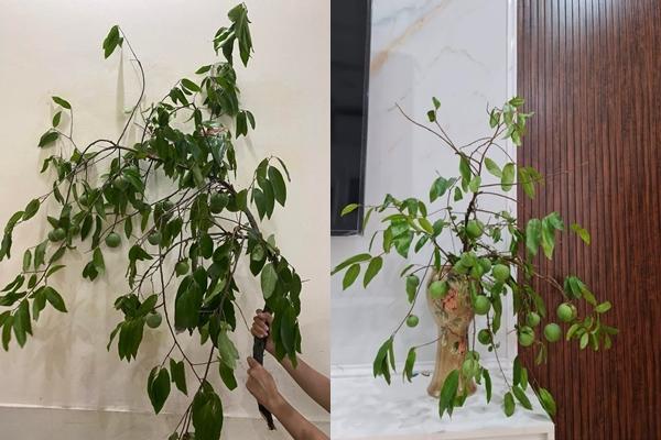 Mới lạ cành quả cắm bình đang làm mưa, làm gió thị trường-6