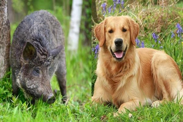 Tử vi hàng ngày 12 con giáp thứ Sáu 29/7/2022: Thời tới cản sao kịp-4