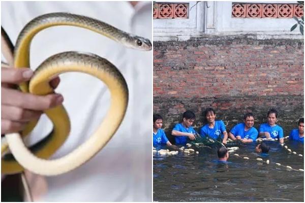 Nghề lạ Việt Nam: Nuôi loài nhìn thì sợ nhưng thu nhập 50 triệu/tháng-4