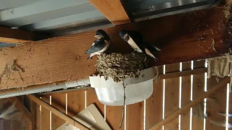 3 dị tượng nhưng là điềm lành cho biết Thần Tài đang gõ cửa đứng chờ-2