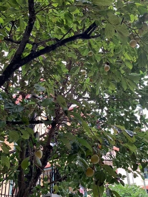 Cuộc sống trong ngôi nhà ngập cây trái của Hoa hậu Nguyễn Thị Huyền-11