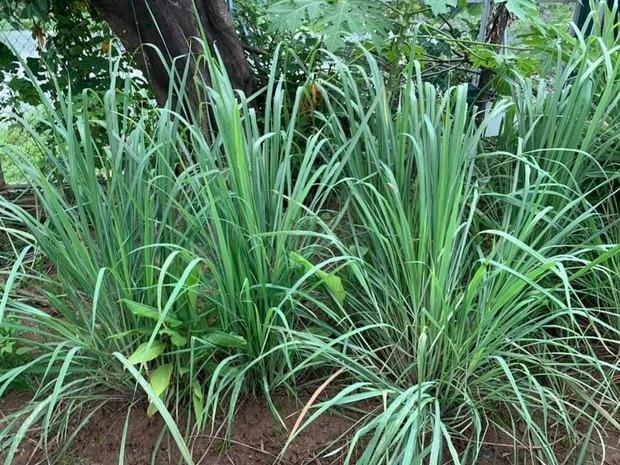 Cuộc sống trong ngôi nhà ngập cây trái của Hoa hậu Nguyễn Thị Huyền-12