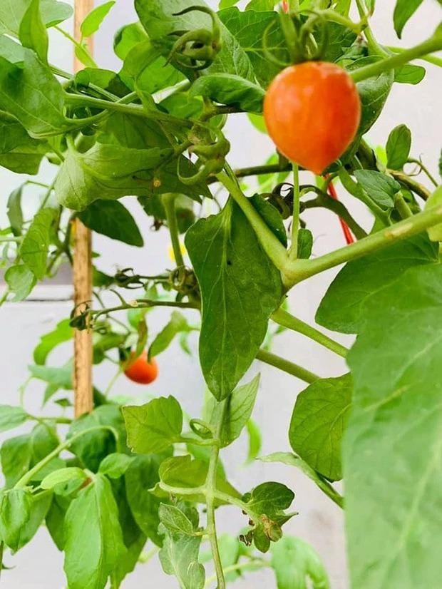 Cuộc sống trong ngôi nhà ngập cây trái của Hoa hậu Nguyễn Thị Huyền-14