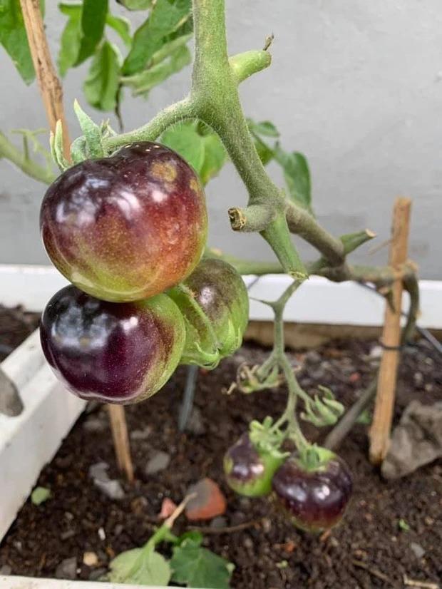 Cuộc sống trong ngôi nhà ngập cây trái của Hoa hậu Nguyễn Thị Huyền-17