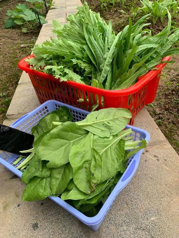 Cuộc sống trong ngôi nhà ngập cây trái của Hoa hậu Nguyễn Thị Huyền-21