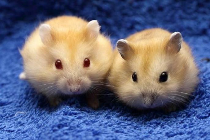 Tử vi hàng ngày 12 con giáp thứ Bảy 30/7/2022: Hợi khó khăn vạn dặm-1