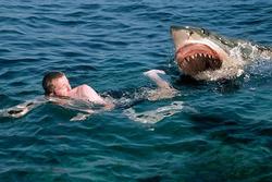 Thanh niên bị cá mập tấn công ngay sau khi nói đùa bị cá mập cắn