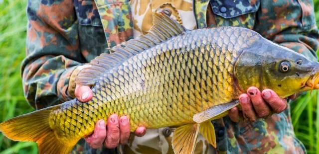 Mua cá chép chọn con đực hay cái? Chọn nhầm món ăn sẽ bị tanh-2