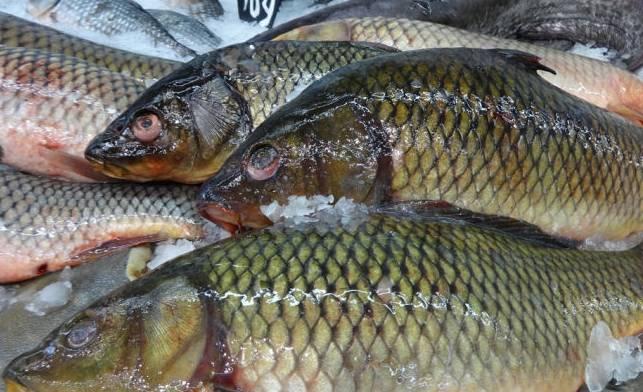 Mua cá chép chọn con đực hay cái? Chọn nhầm món ăn sẽ bị tanh-4