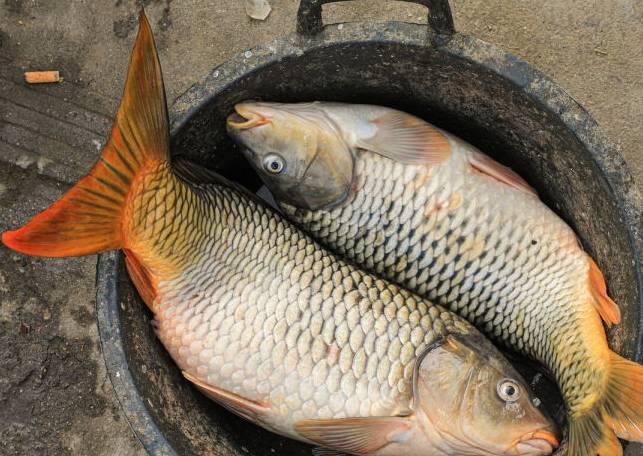 Mua cá chép chọn con đực hay cái? Chọn nhầm món ăn sẽ bị tanh-5