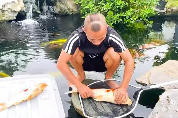 Con cá Koi đắt nhất thế giới, giá ngang một căn biệt thự dị biệt thế nào?-2