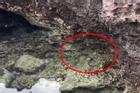 Thực hư thông tin lan truyền có rắn biển xuất hiện ở đảo Phú Quý