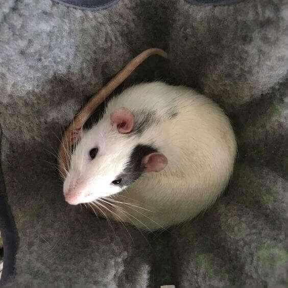 Tử vi tuần mới 12 con giáp từ 1/8/2022- 7/8/2022: Hỷ Thần gõ cửa-1