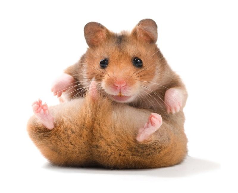 Tử vi hàng ngày 12 con giáp Chủ Nhật 31/7/2022: Thần Tài chiếu cố-1