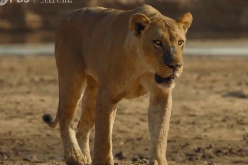 Sư tử suýt bỏ mạng vì bị đàn linh cẩu tấn công-1