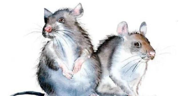 2 con giáp thành công mỹ mãn, 1 con giáp gặp đủ xui xẻo trong tuần mới-3