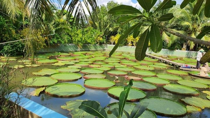 Ngôi chùa có hồ sen mọc lên từ hố bom, lá sen khổng lồ đỡ cả người-1