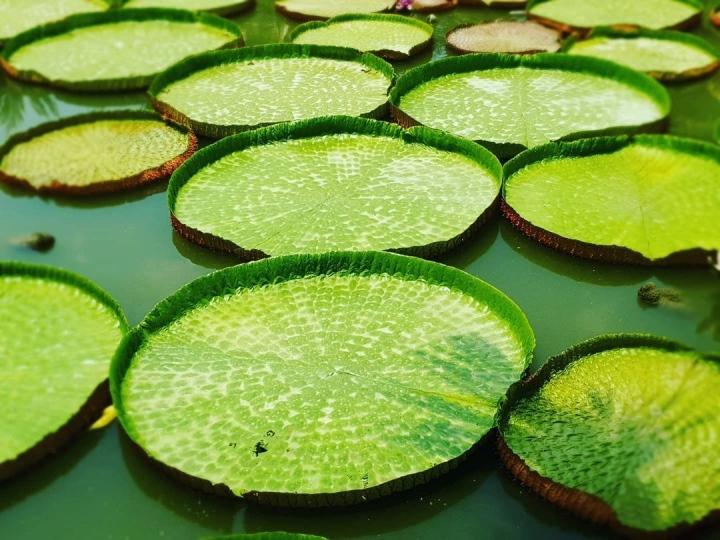 Ngôi chùa có hồ sen mọc lên từ hố bom, lá sen khổng lồ đỡ cả người-4