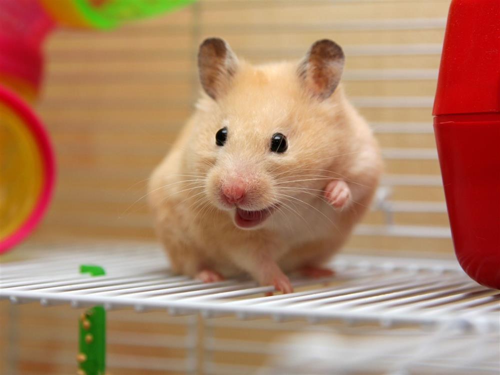 Tử vi hàng ngày 12 con giáp thứ Tư 3/8/2022: Mùi lao dốc không phanh-1