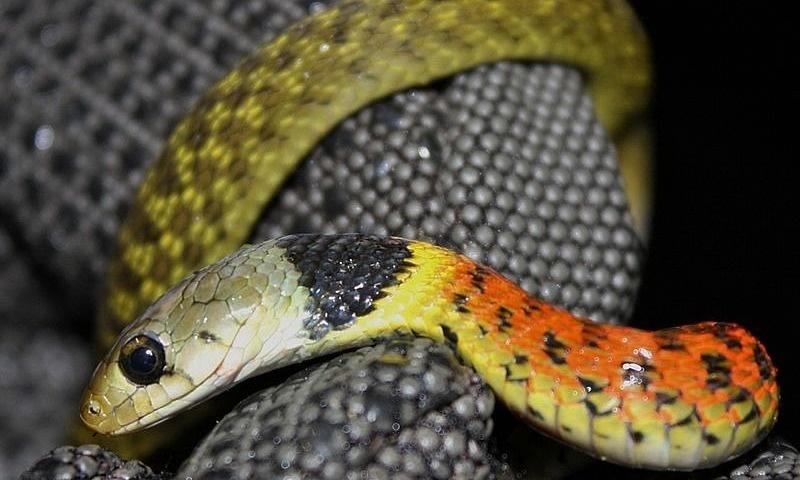 Tử vi hàng ngày 12 con giáp thứ Tư 3/8/2022: Mùi lao dốc không phanh-2