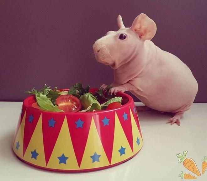 Tử vi hàng ngày 12 con giáp thứ Năm 4/8/2022: Quý nhân tìm đến-1