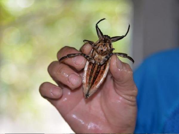 Nghề lạ Việt Nam: Nuôi loài nhìn thì sợ nhưng thu nhập 50 triệu/tháng-2