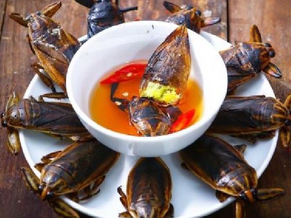 Nghề lạ Việt Nam: Nuôi loài nhìn thì sợ nhưng thu nhập 50 triệu/tháng-3