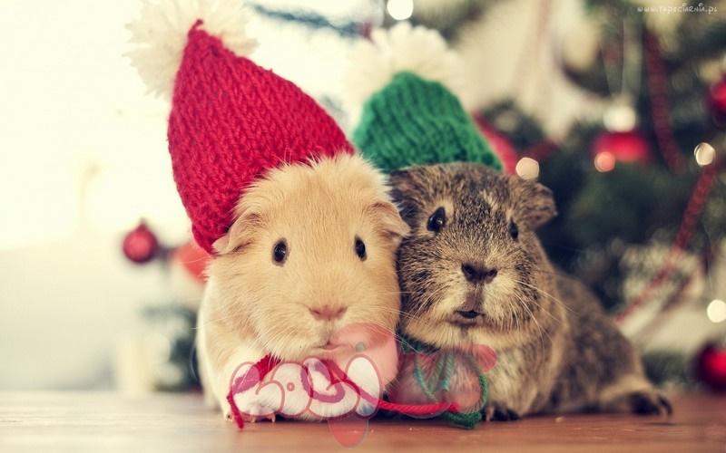 Tử vi hàng ngày 12 con giáp thứ Sáu 5/8/2022: Một bước lên tiên-1