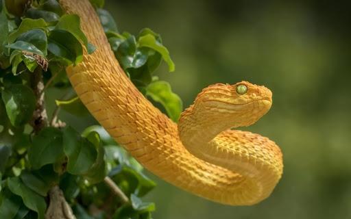 Tử vi hàng ngày 12 con giáp thứ Sáu 5/8/2022: Một bước lên tiên-2