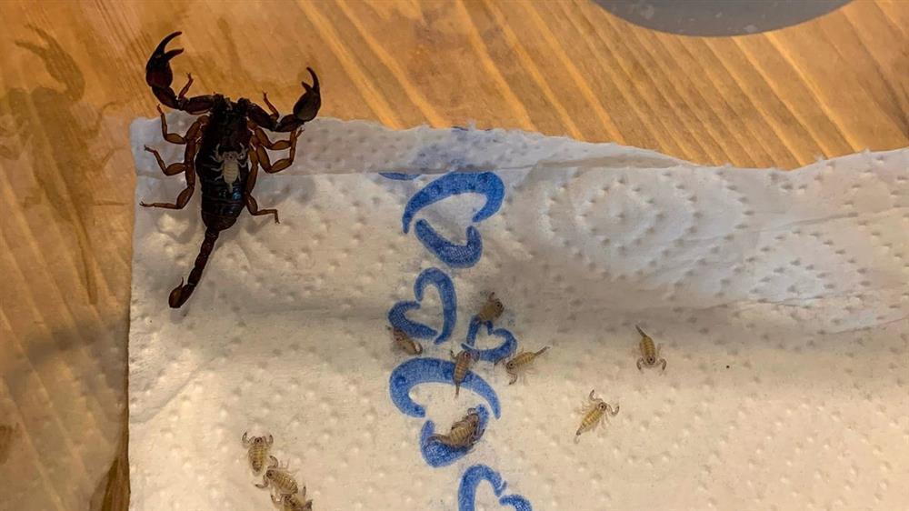 Hốt hoảng phát hiện 18 con bọ cạp trong vali sau kỳ nghỉ ở Croatia-1